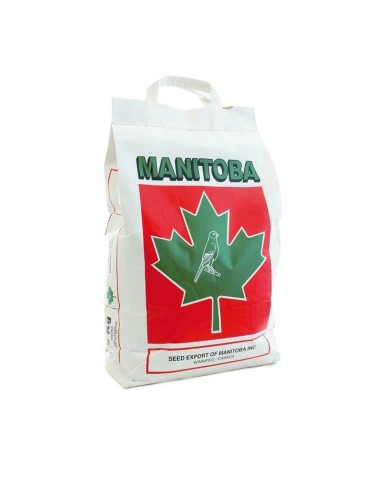 Manitoba T3 Platino