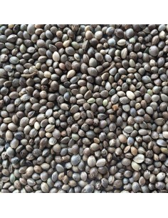 Manitoba Canapuccia 1 Kg 2