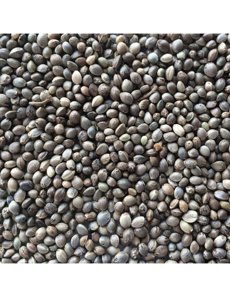 Manitoba Canapuccia 1 Kg