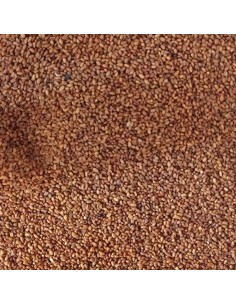 Blattner Camelina sativa 1 Kg