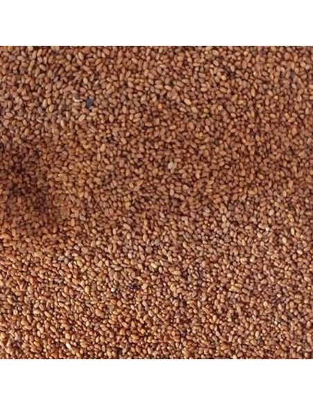 Blattner Camelina sativa 1 Kg