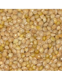 Blattner Miglio bianco 1 Kg